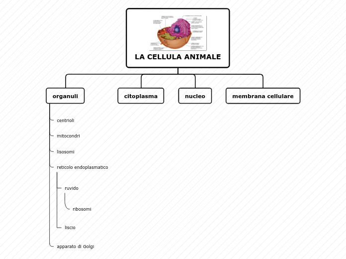 LA CELLULA ANIMALE - Mappa Mentale