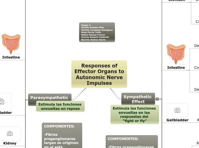 Responses of Effector Organs to Autonomic ...- Mind Map