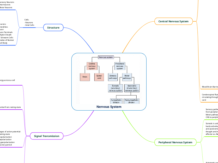 Nervous System - Mind Map