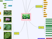บัวหลวง - Mind Map