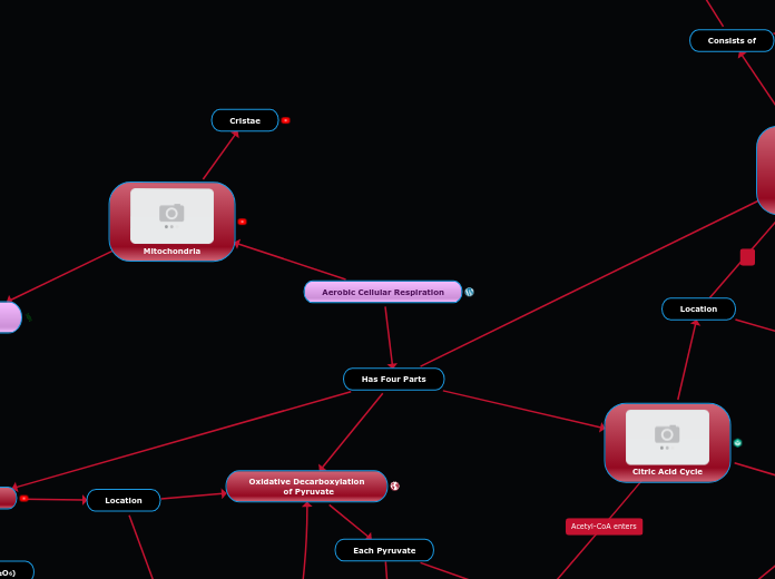 Aerobic Cellular Respiration - Mind Map