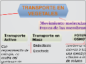 TRANSPORTE EN  VEGETALES - Mapa Mental