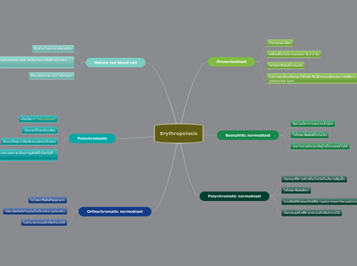 Erythropoiesis - Mind Map