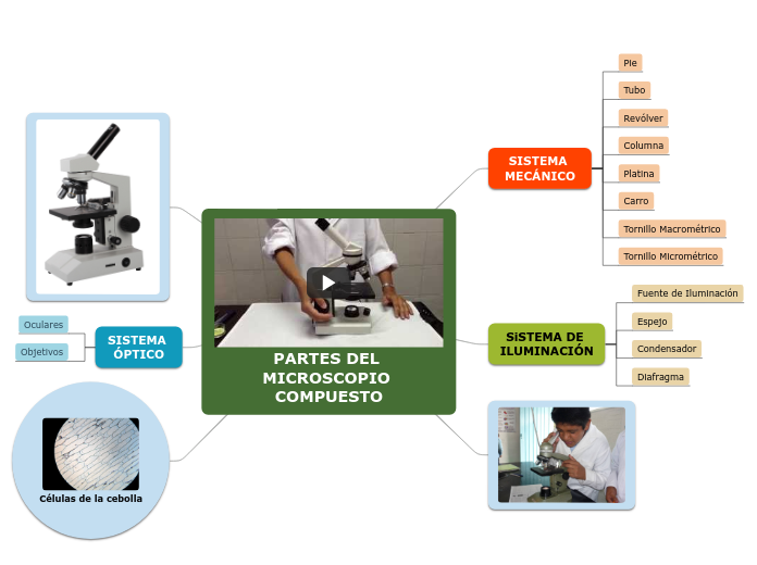 PARTES DEL MICROSCOPIO COMPUESTO - Mapa Mental