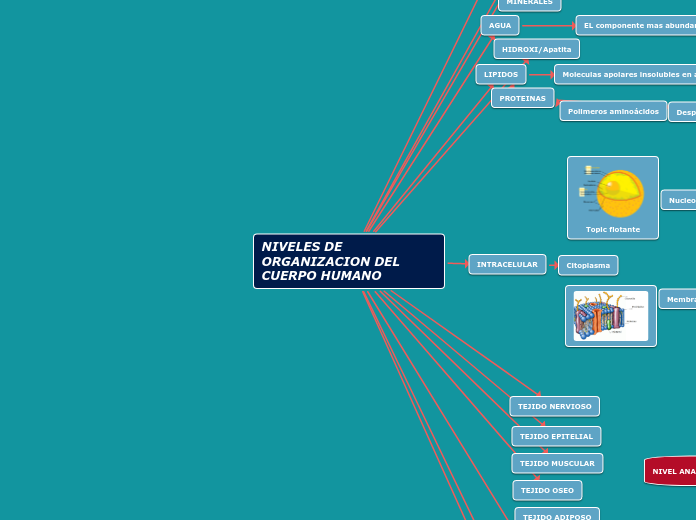 NIVELES DE ORGANIZACION DEL CUERPO HUMA...- Mapa Mental