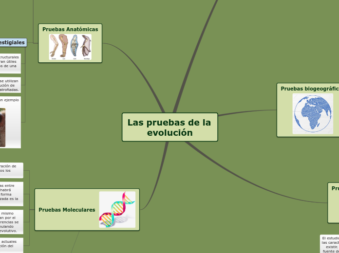 Las pruebas de la evolución - Mapa Mental