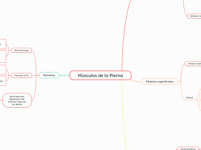 Músculos de la Pierna - Mapa Mental