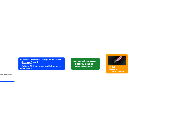 Universal Ancestor 
- Ester Linkages 
- DN...- Mind Map
