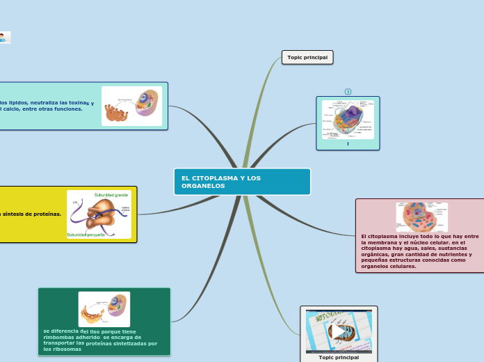 EL CITOPLASMA Y LOS    ORGANELOS - Mind Map