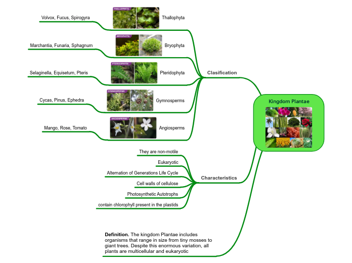 Kingdom Plantae - Mind Map
