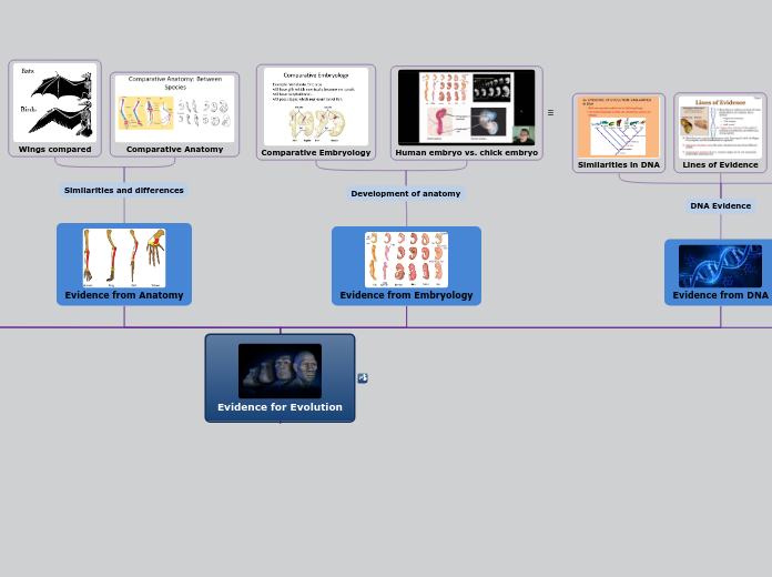 Evidence for Evolution - Mind Map