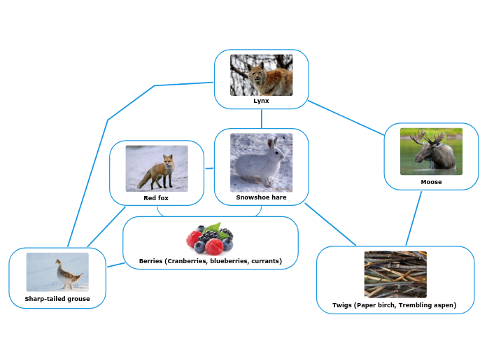 Berries (Cranberries, blueberries, currant...- Mind Map