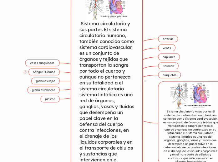  Sistema circulatorio y sus partes El sistema circulatorio humano, también conocido como sistema cardiovascular, es un conjunto de órganos y tejidos que transportan la sangre por todo el cuerpo y aunque no pertenezca en su totalidad a el sistema circulatorio sistema linfático es una red de órganos, ganglios, vasos y fluidos que desempeña un papel clave en la defensa del cuerpo contra infecciones, en el drenaje de los líquidos corporales y en el transporte de células y sustancias que intervienen en el sistema inmunológico