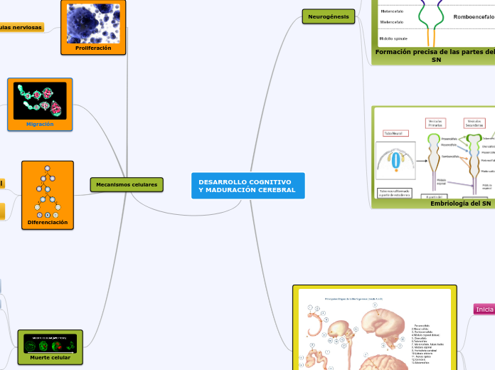DESARROLLO COGNITIVO Y MADURACIÓN CEREB...- Mapa Mental