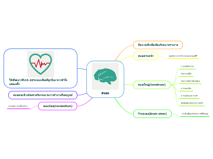 สมอง - Mind Map