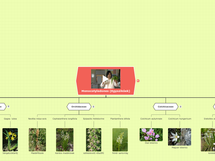 Plantae