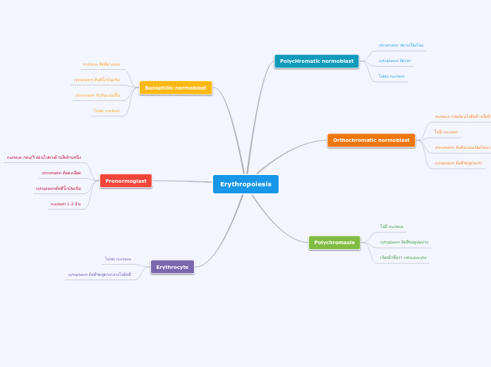 Erythropoiesis - Mind Map