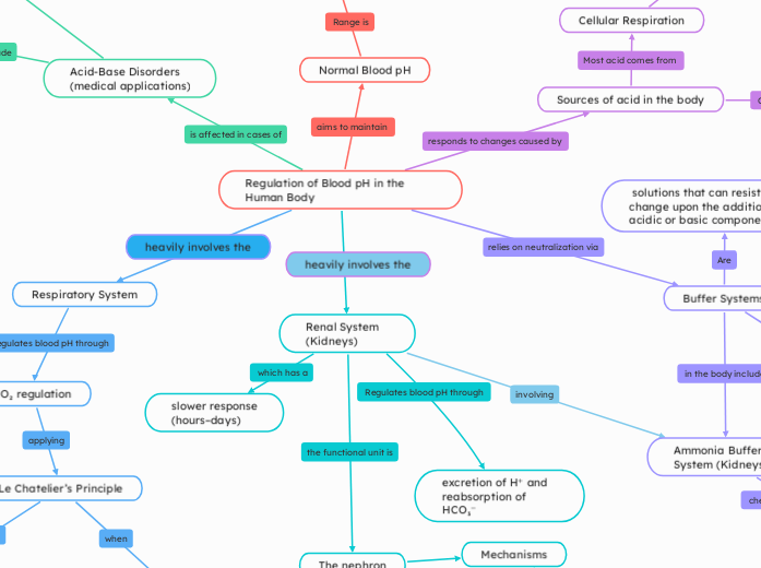 Regulation of Blood pH in the Human Body