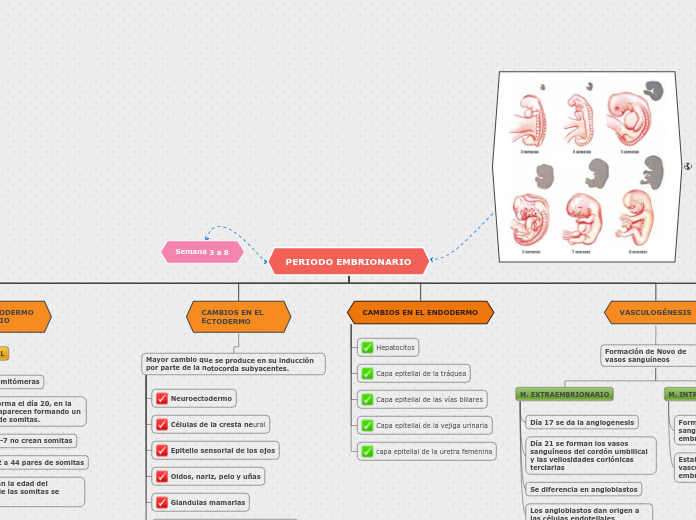 PERIODO EMBRIONARIO - Mapa Mental