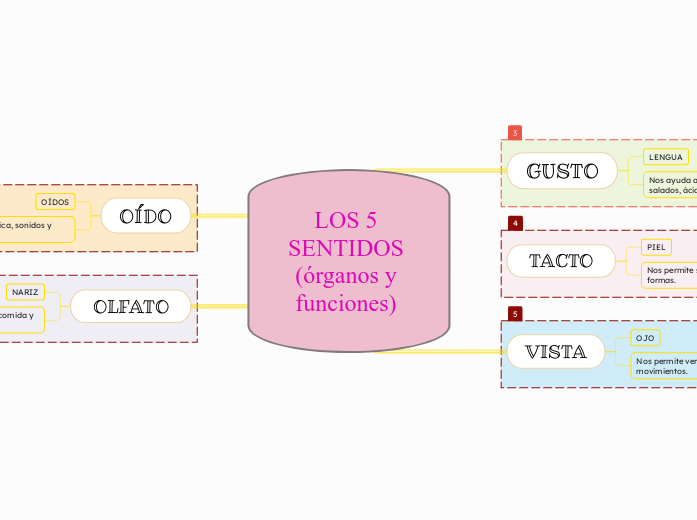 LOS 5 SENTIDOS (órganos y funciones) 