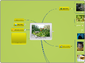הרחבת מושג פריחה  - Mind Map