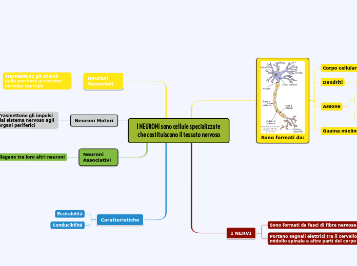 I NEURONI sono cellule specializzate ...- Mappa Mentale