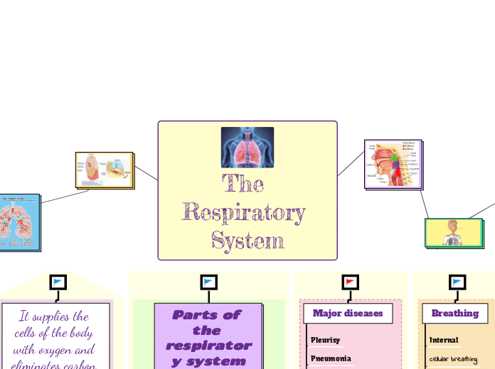 The Respiratory System - Mind Map