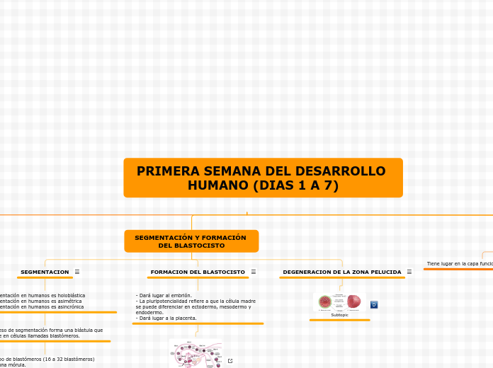 PRIMERA SEMANA DEL DESARROLLO HUMANO (D...- Mapa Mental