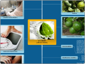     El LIMON.
(citrus limon)  - Mapa Mental