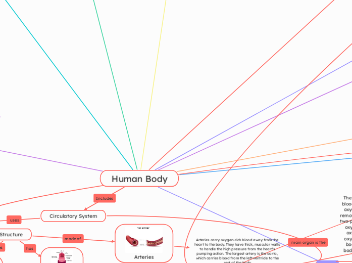 Human Body