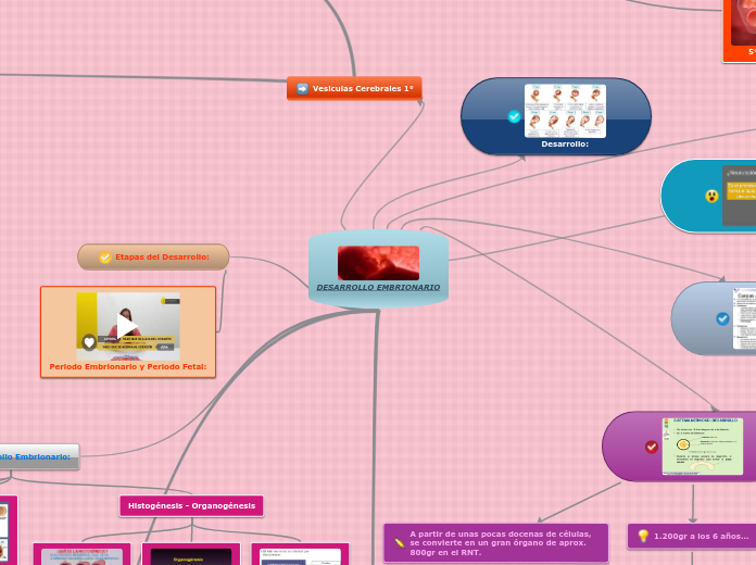 DESARROLLO EMBRIONARIO - Mapa Mental