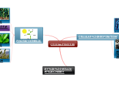 CELL PROCESS - Mind Map