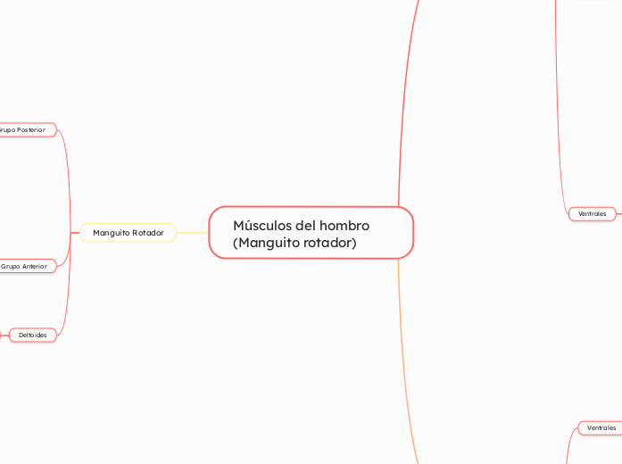 Músculos del hombro (Manguito rotador)