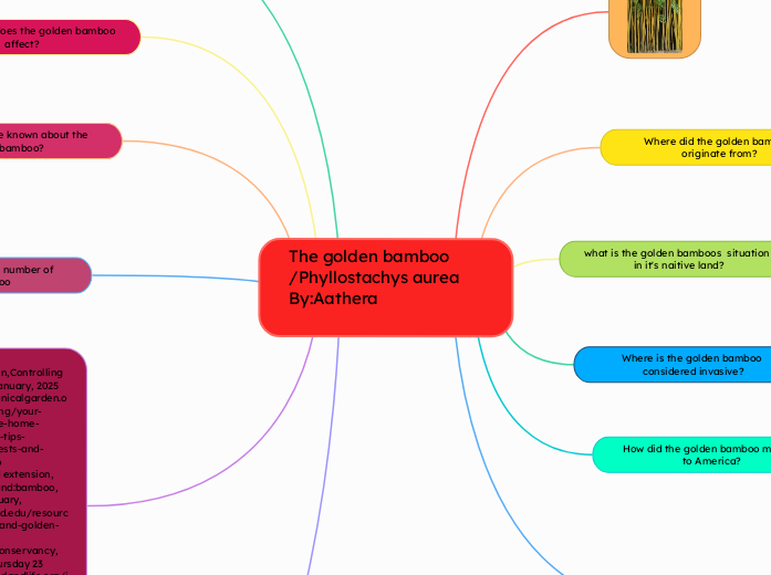 The golden bamboo /Phyllostachys aurea By:...- Mind Map