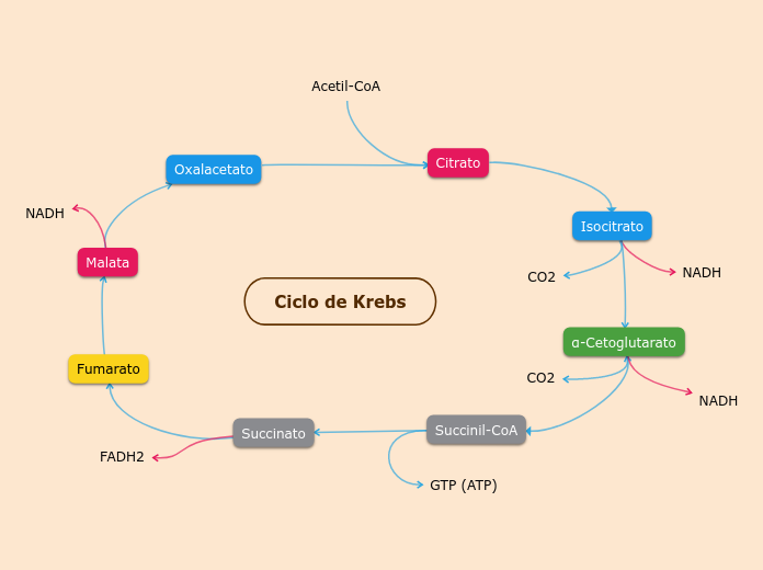 Ciclo de Krebs - Hartă mentală