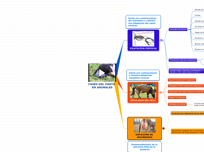 FASES DEL PARTO EN ANIMALES - Mapa Mental