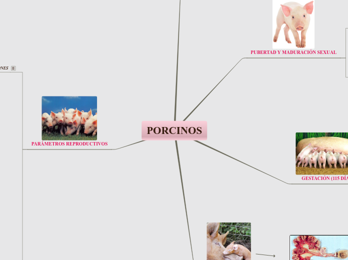 PORCINOS - Mapa Mental