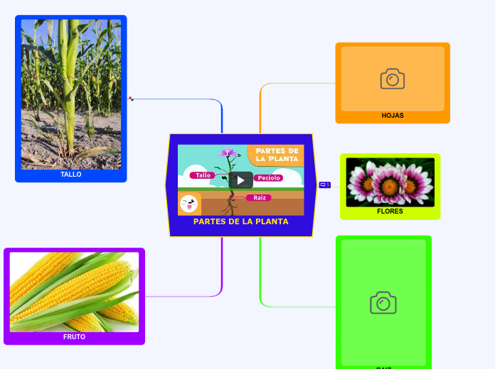 PARTES DE LA PLANTA - Mind Map