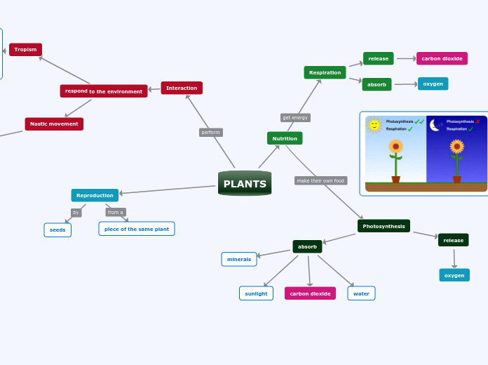 PLANTS - Mind Map