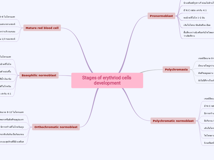 Stages of erythriod cells development