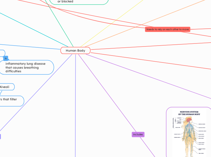 Human Body - Mind Map