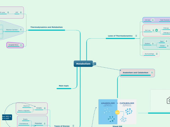 Metabolism - Mind Map
