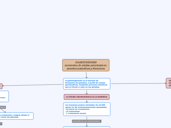 GAMETOGENESIS
conversion de celulas ger...- Mapa Mental