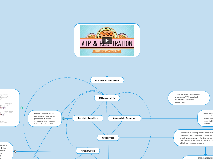 Cellular Respiration - Mind Map