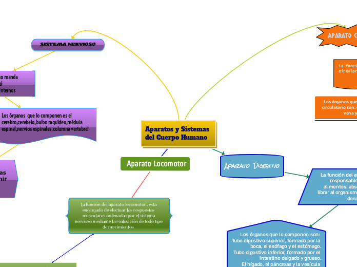 Esquema, Aparatos y sistemas del cuerpo humano