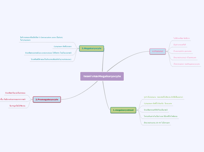 ระยะต่างของMegakaryocyte - Mind Map