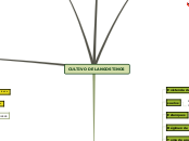 Sample Mind Map