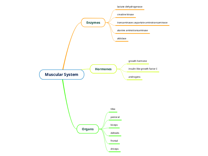 Muscular System - Mind Map