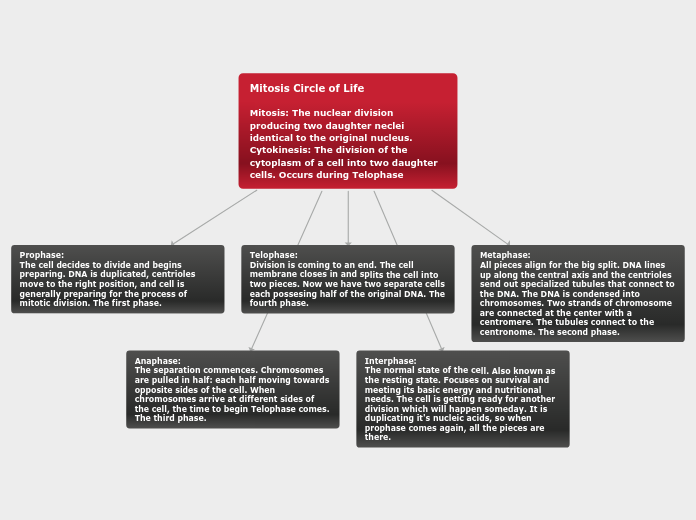 Mitosis Circle of Life

Mitosis: The nucle...- Mind Map