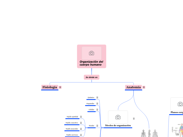 Organización del cuerpo humano - Mapa Mental
